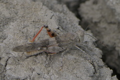 Trimerotropis latifasciata