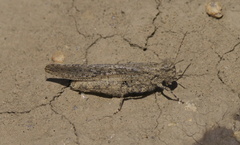 Trimerotropis gracilis