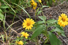 Tithonia longiradiata