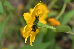 Tithonia longiradiata
