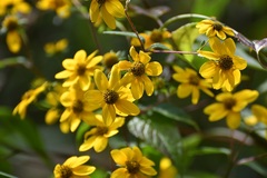 Verbesina hypoglauca