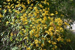 Verbesina hypoglauca