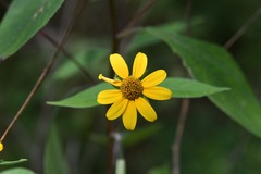 Verbesina hypoglauca