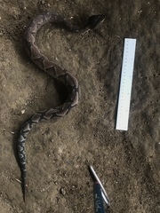 Bothrocophias microphthalmus