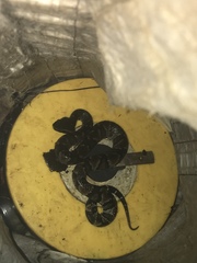 Bothrocophias microphthalmus