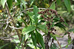 Desmanthodium perfoliatum