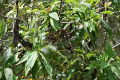 Desmanthodium perfoliatum