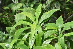 Desmanthodium perfoliatum