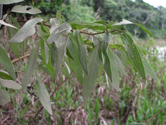 Tessaria integrifolia