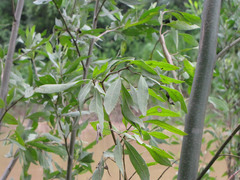 Tessaria integrifolia