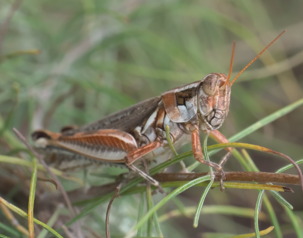Sagebrush Grasshopper