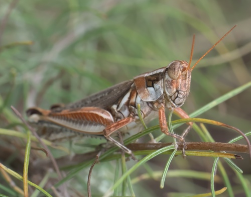 Sagebrush Grasshopper