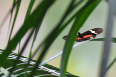 Heliconius clysonymus montanus