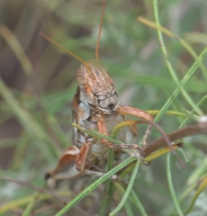 Melanoplus bowditchi