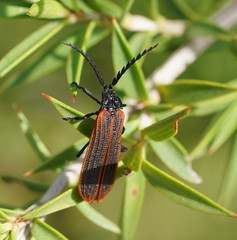 Diatrichalus kershawi