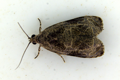 Olethreutes permundana