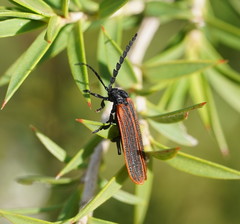 Diatrichalus kershawi