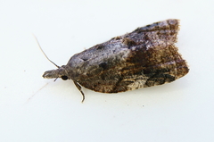 Platynota idaeusalis