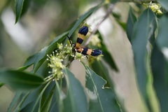 Calopteron bifasciatum