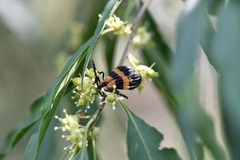 Calopteron bifasciatum