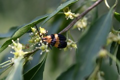Calopteron bifasciatum