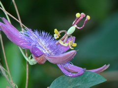 Passiflora loefgrenii