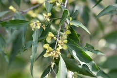 Wimmeria acuminata