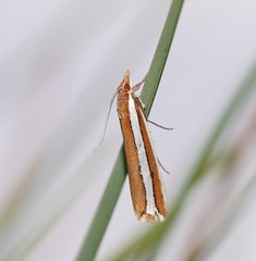 Corynophora lativittalis