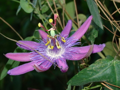 Passiflora loefgrenii