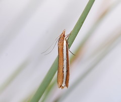 Corynophora lativittalis