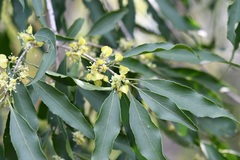 Wimmeria acuminata