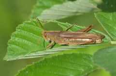 Schistocerca alutacea