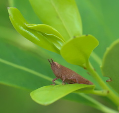 Aptenopedes