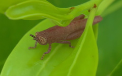 Aptenopedes