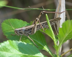 Schistocerca americana