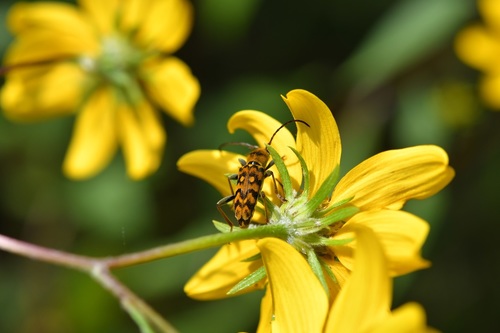 Ochraethes confusus