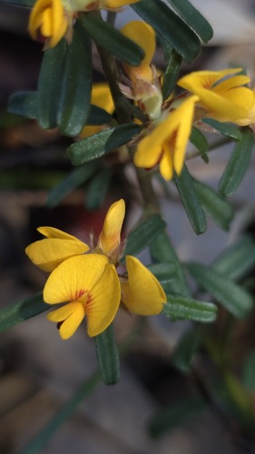 halo bush-pea (Pultenaea linophylla)
