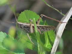 Schistocerca americana