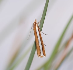 Corynophora lativittalis