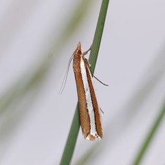 Corynophora lativittalis