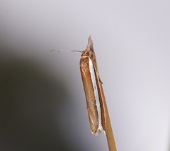 Corynophora lativittalis