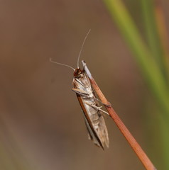 Corynophora lativittalis