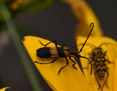 Parevander xanthomelas