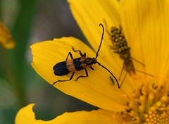 Parevander xanthomelas