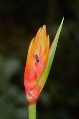 Heliconia densiflora