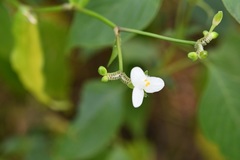 Tripogandra grandiflora