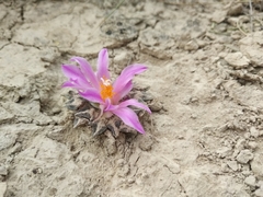 Ariocarpus kotschoubeyanus