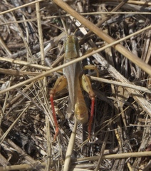 Melanoplus angustipennis