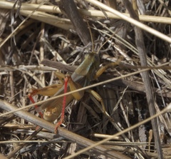 Melanoplus angustipennis