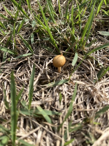 Conocybe tenera